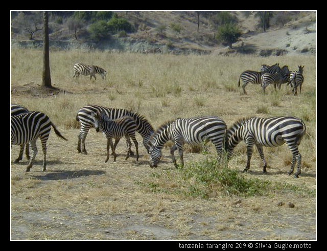 tanzania tarangire 209.jpg