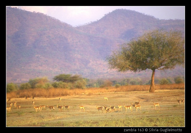 zambia 163.jpg